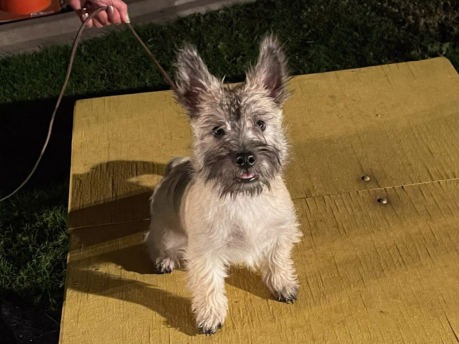 Dog training student photo
