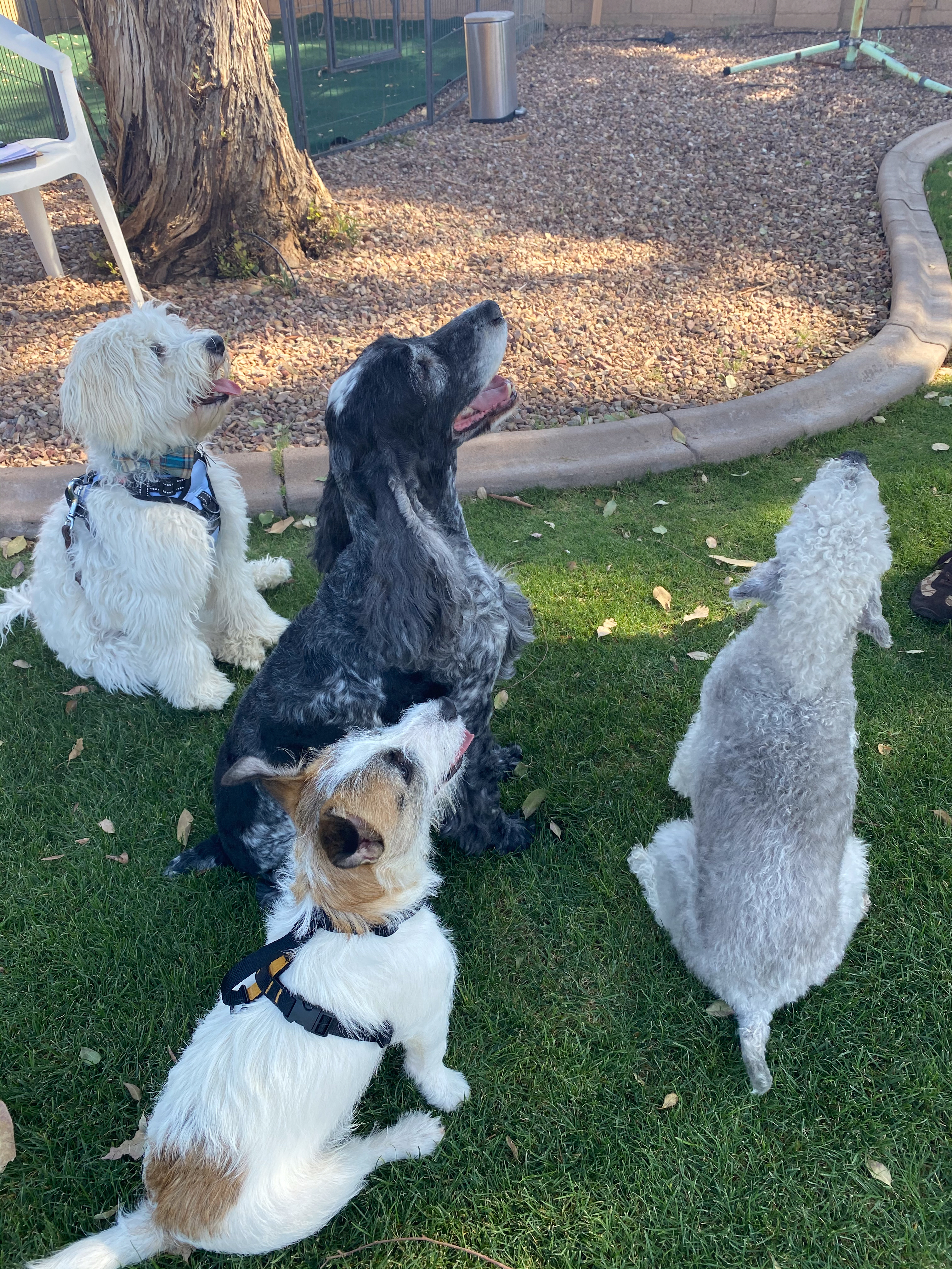 Dog training student photo
