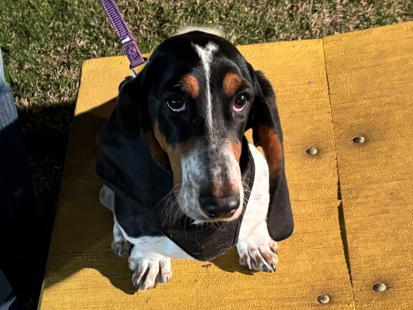 Dog training student photo