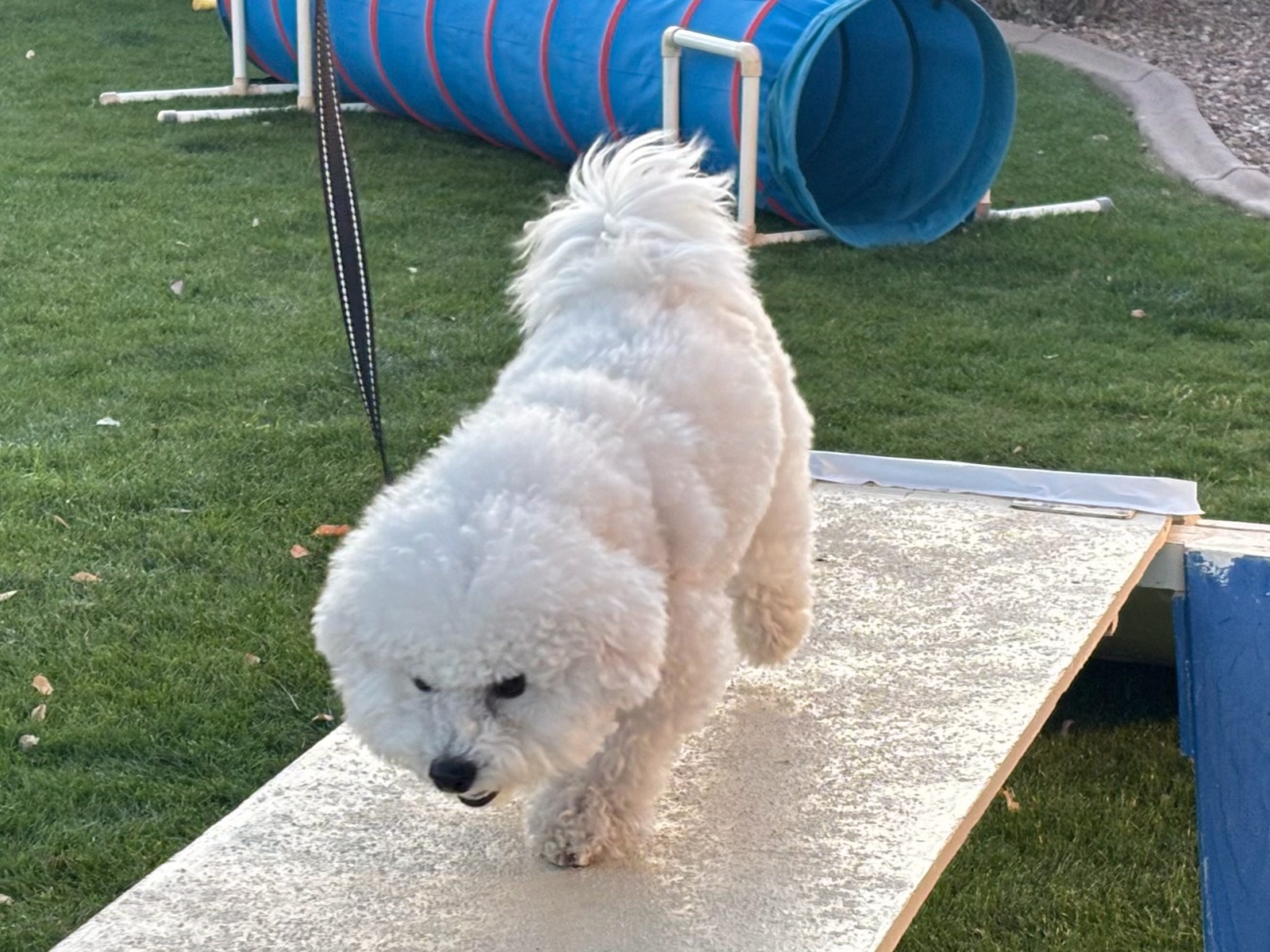 Dog training student photo