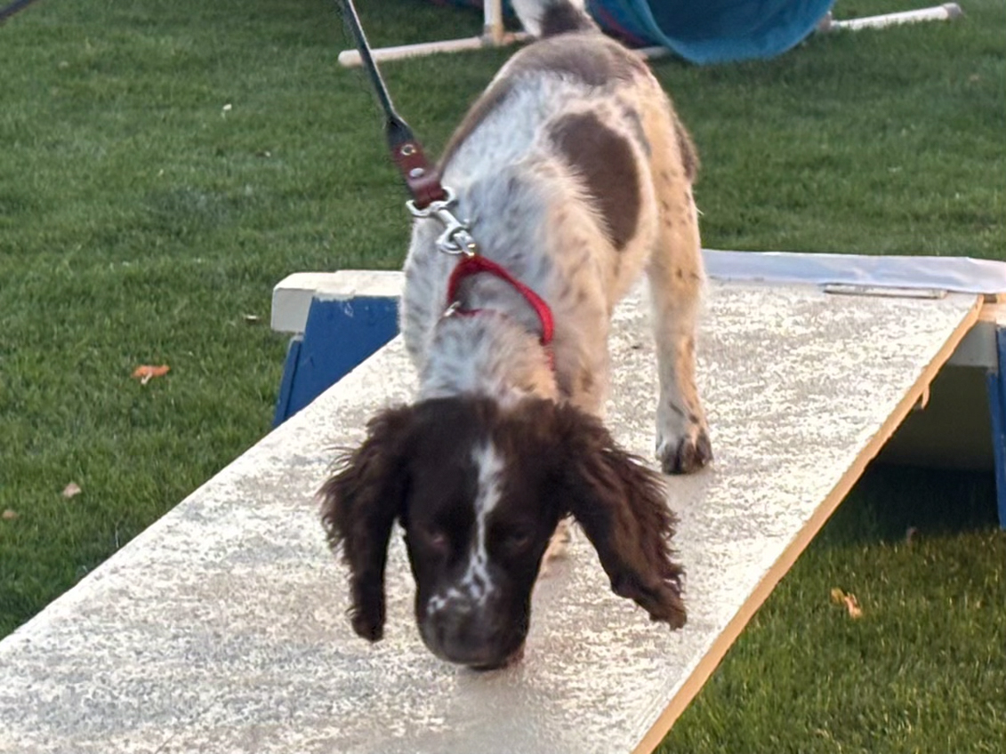 Dog training student photo
