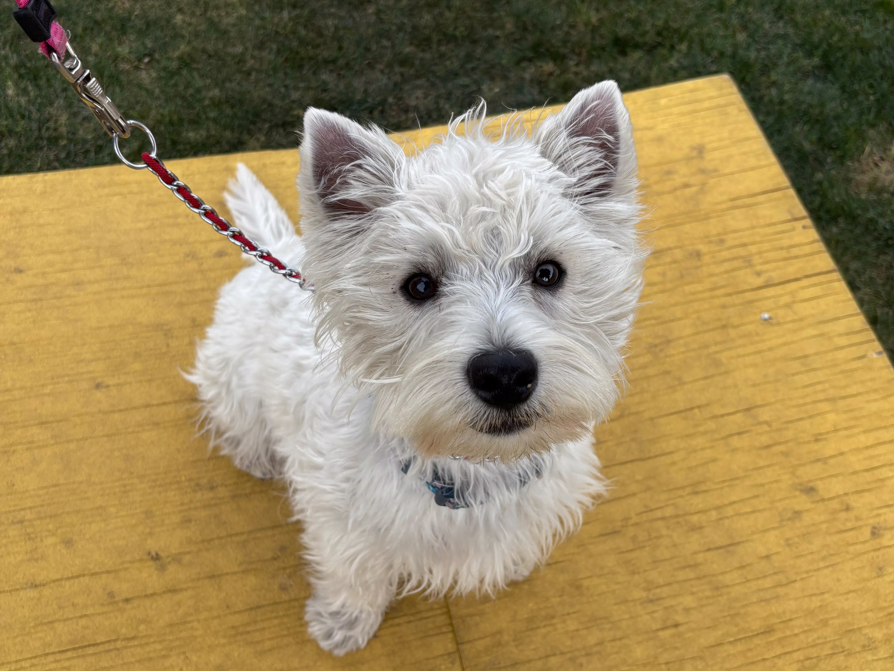 Dog training student photo