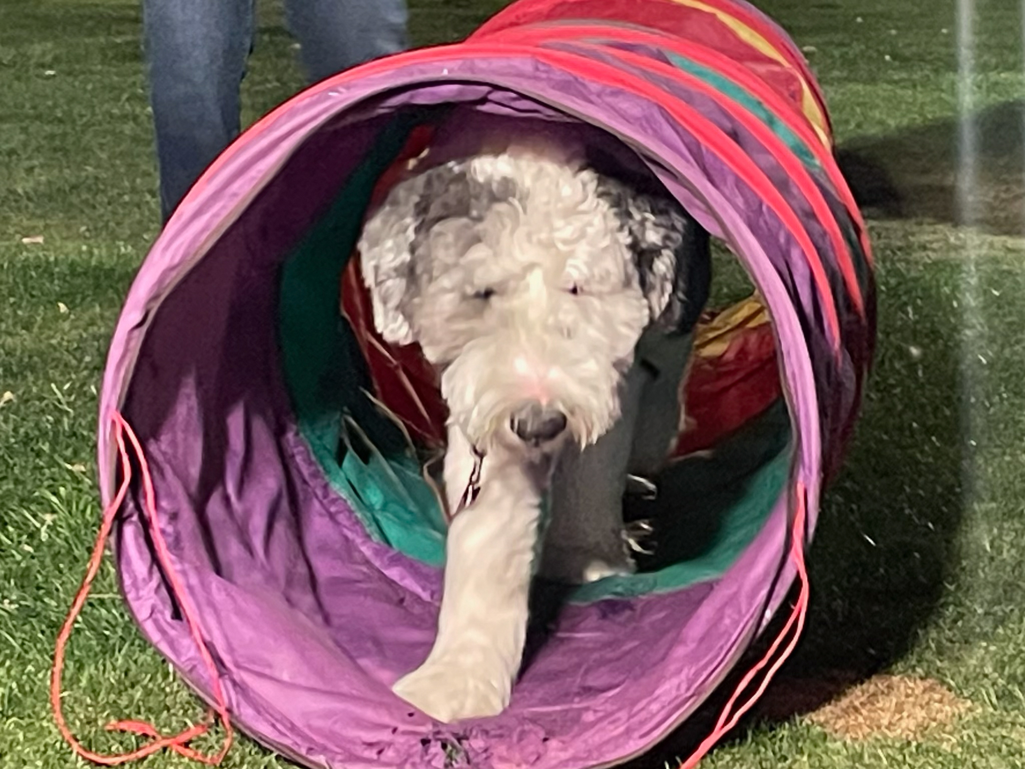 Dog training student photo