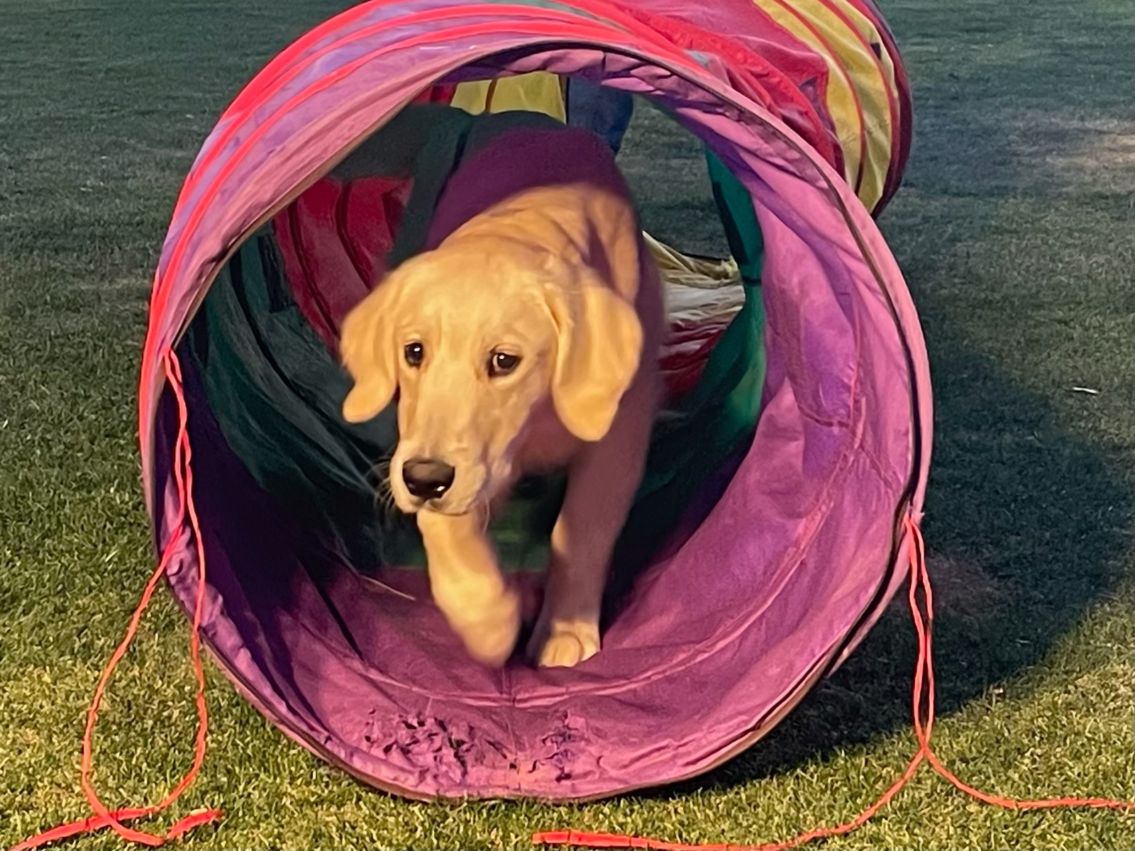 Dog training student photo